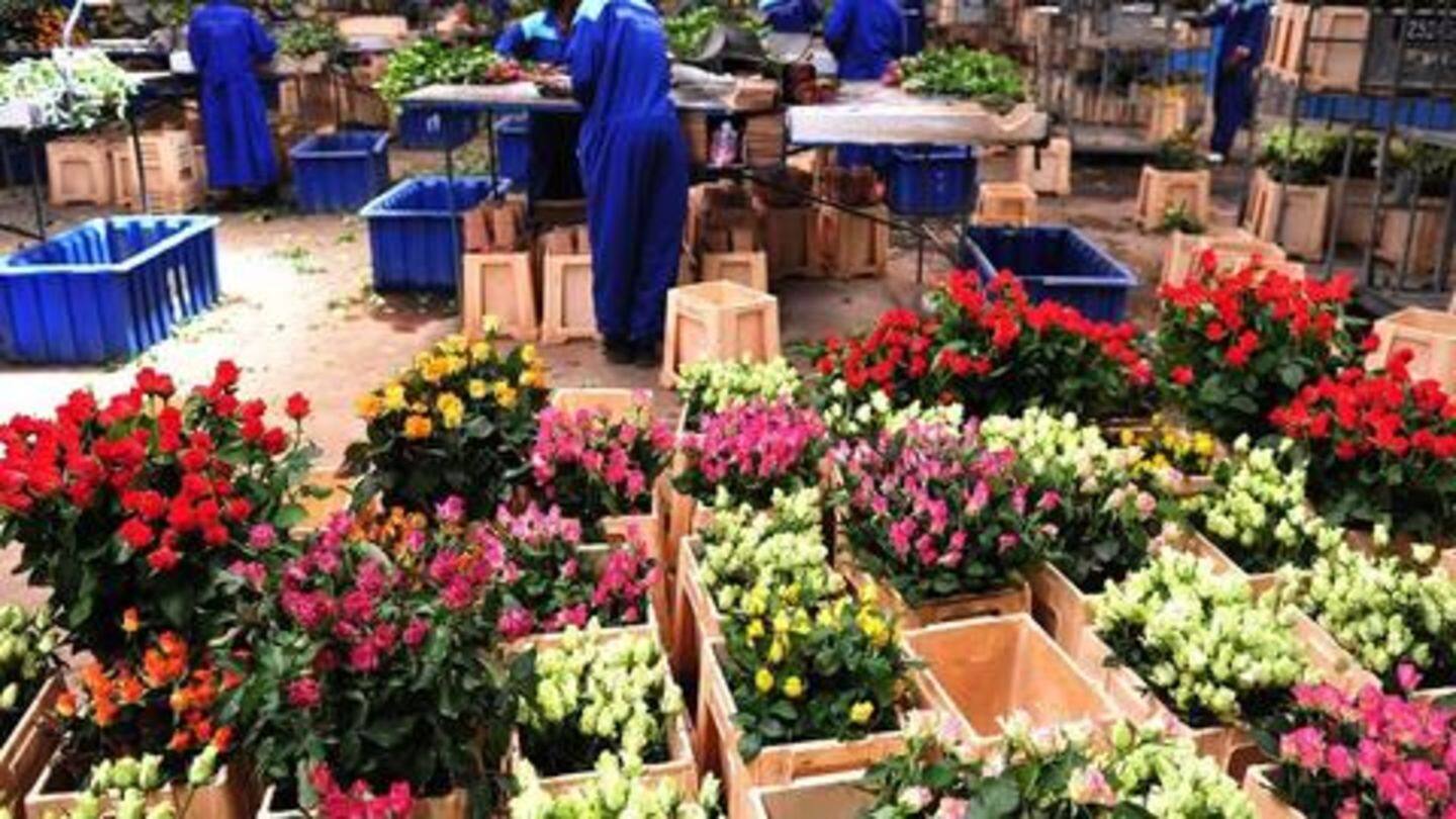 While floriculture is growing, there's plenty of opportunities for expansion While floriculture is growing, there's plenty of opportunities for expansion