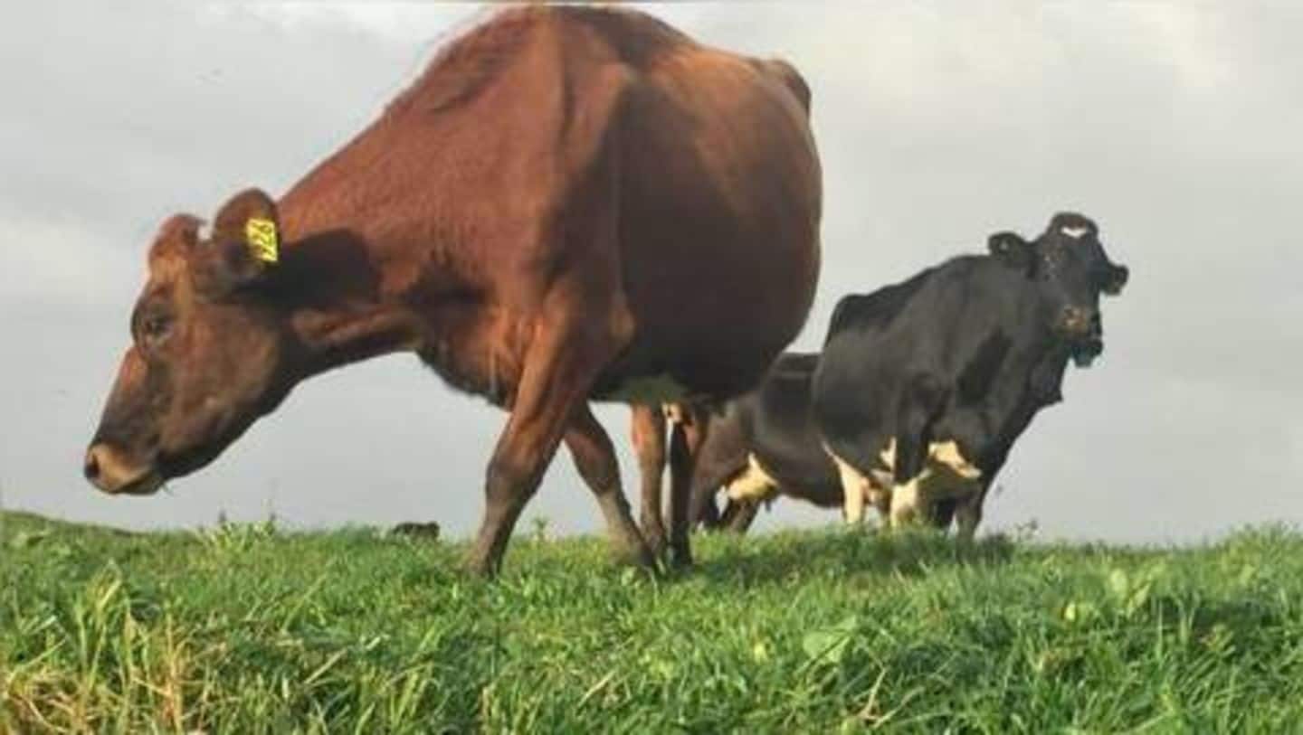 New Zealand to kill 150,000 cows. Here's why