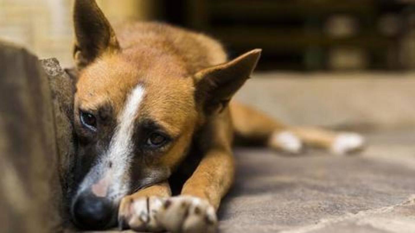 Violence against dogs is on the rise in India Violence against dogs is on the rise in India