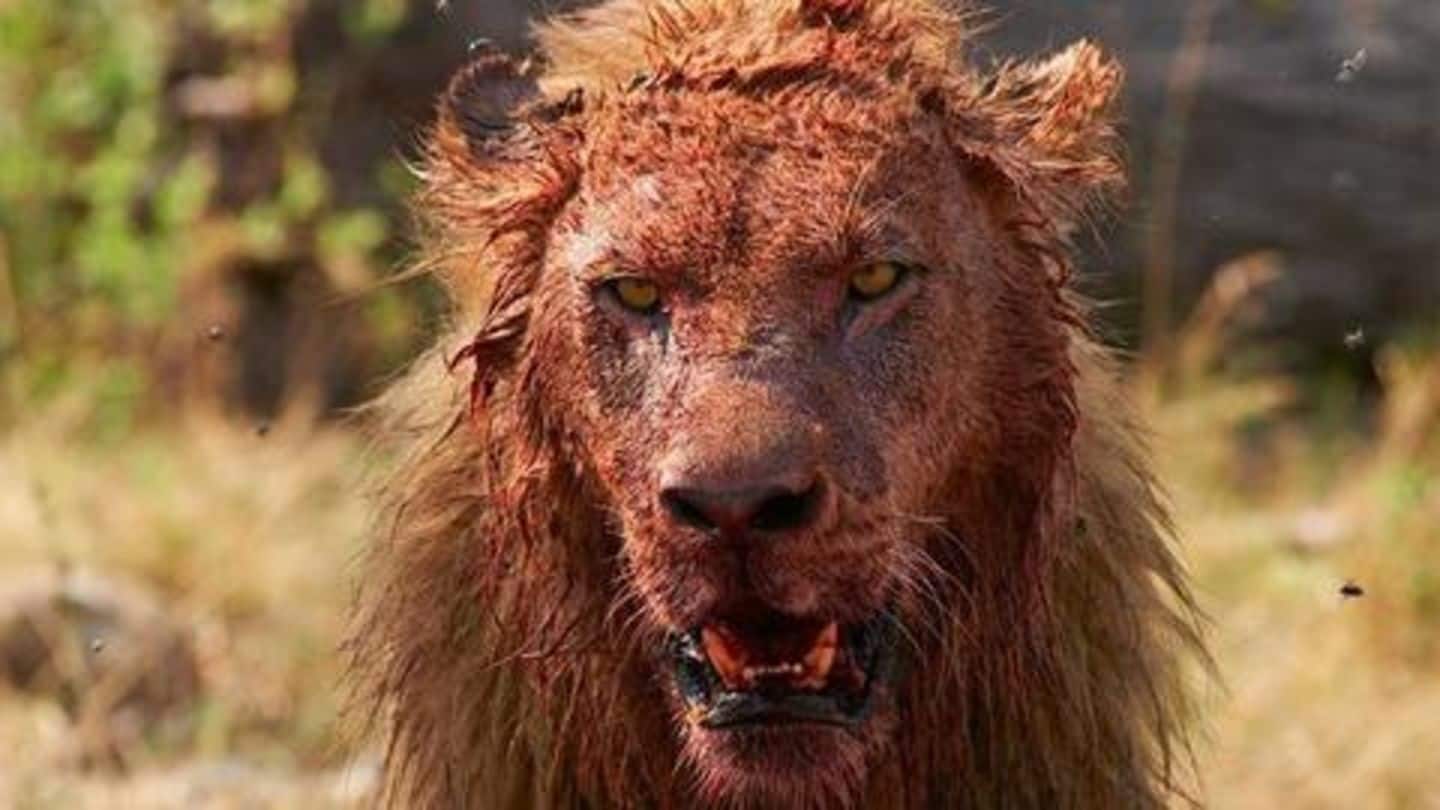 фото злых львов