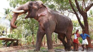 Kerala: Elephant brought for housewarming tramples two guests to death