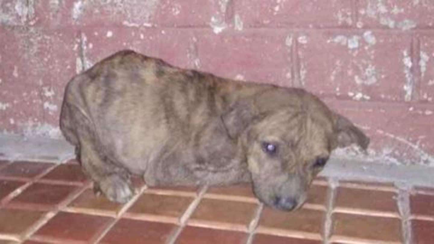 17 puppies were dumped, only one survived 17 puppies were dumped, only one survived
