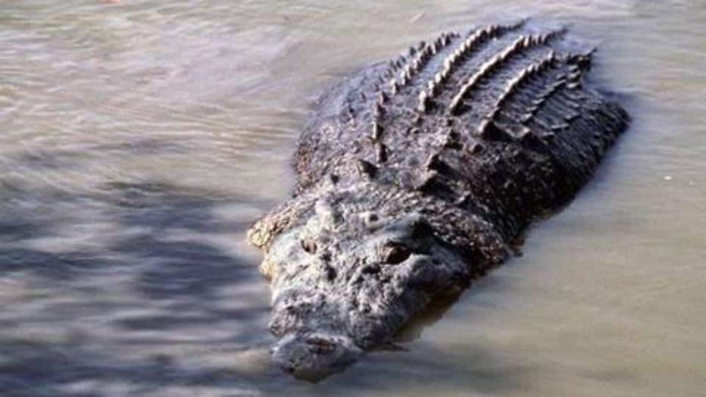 Australia deploys military as floods bring crocodiles to the streets