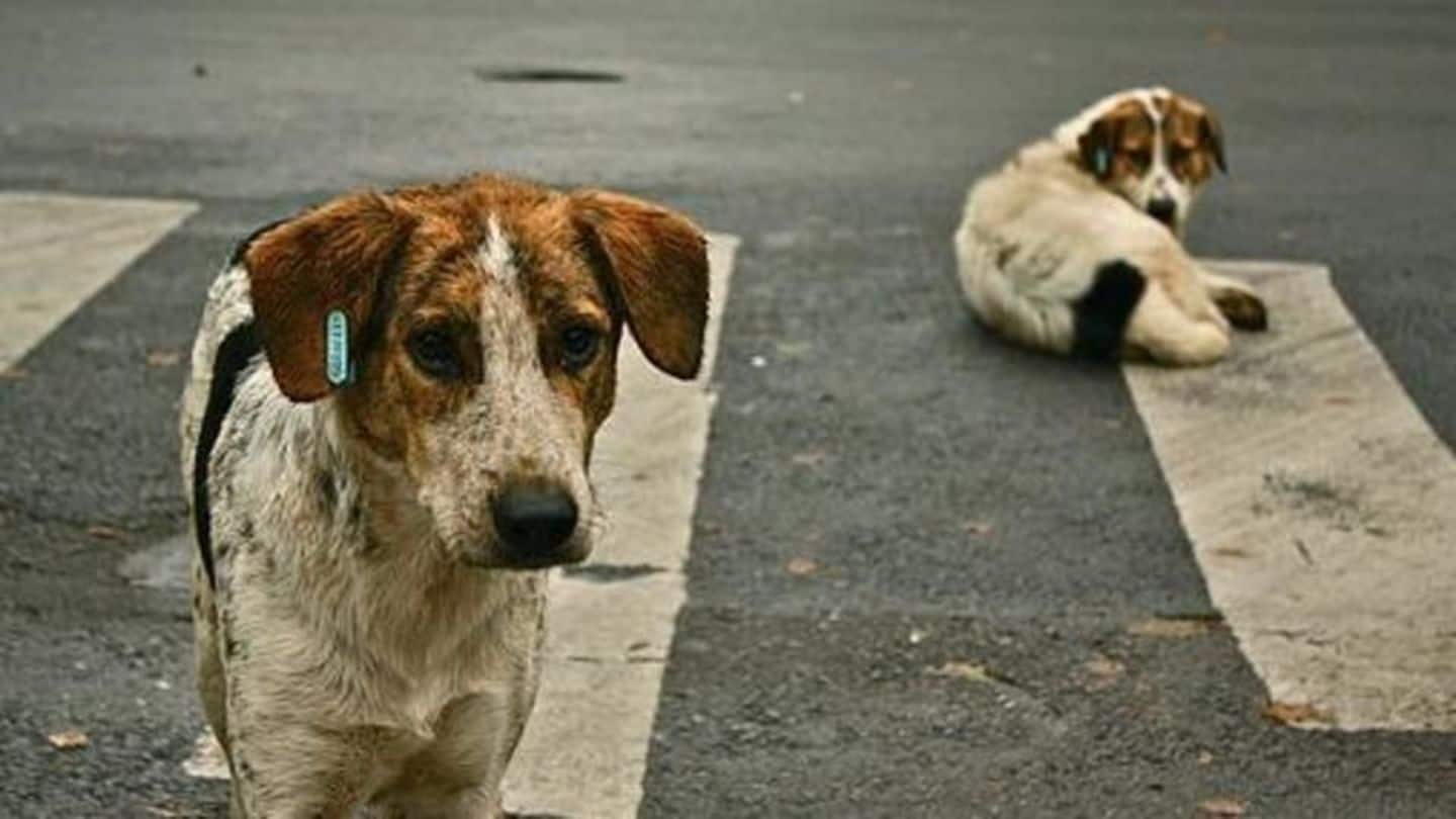 "Smart vests" to turn Bangkok's dogs into mobile surveillance units
