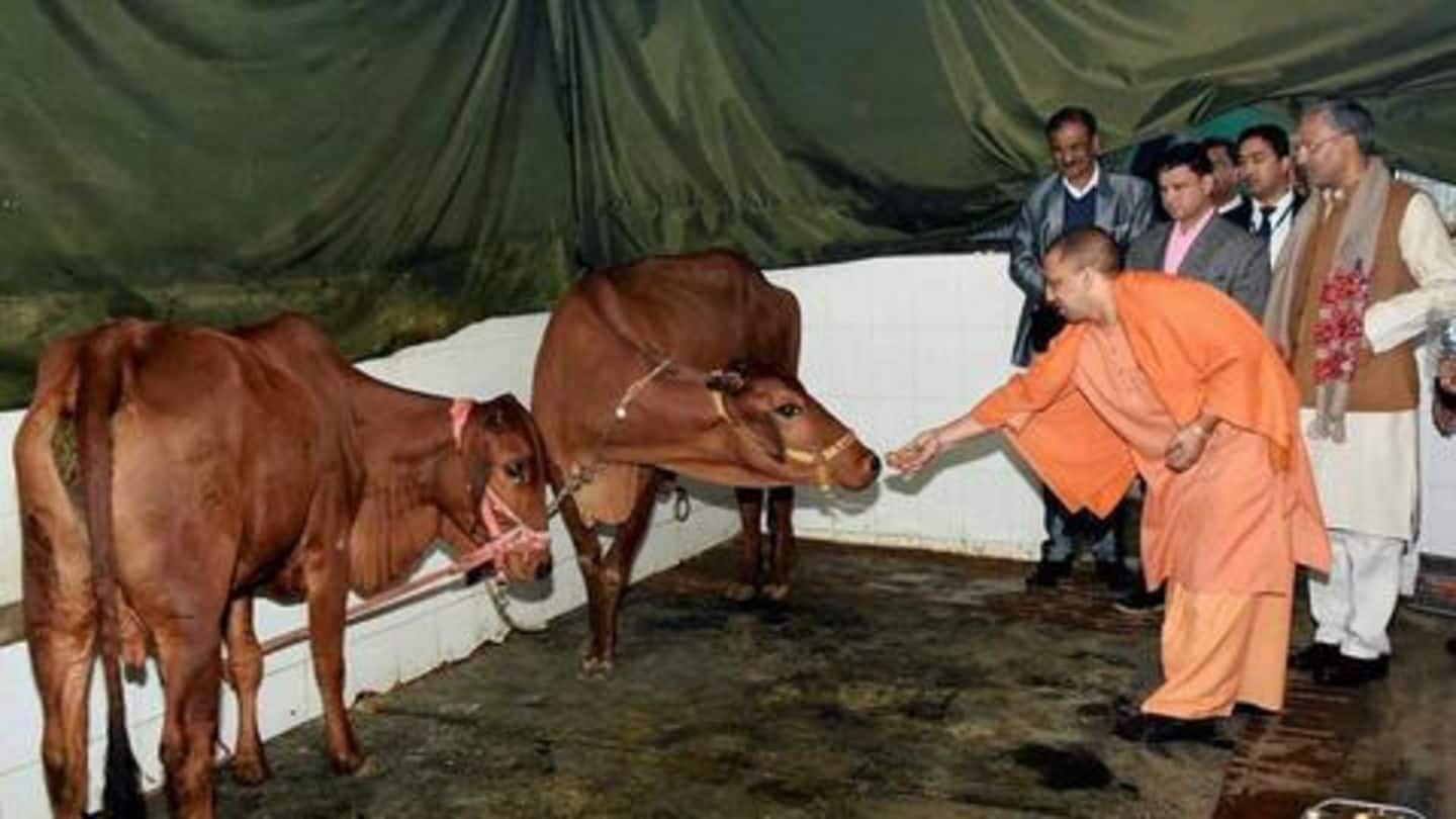 UP: Government to levy 'gau kalyan' cess to build shelters