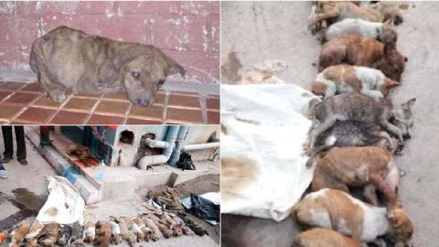 Kolkata: Two nursing students arrested for brutally killing 16 puppies