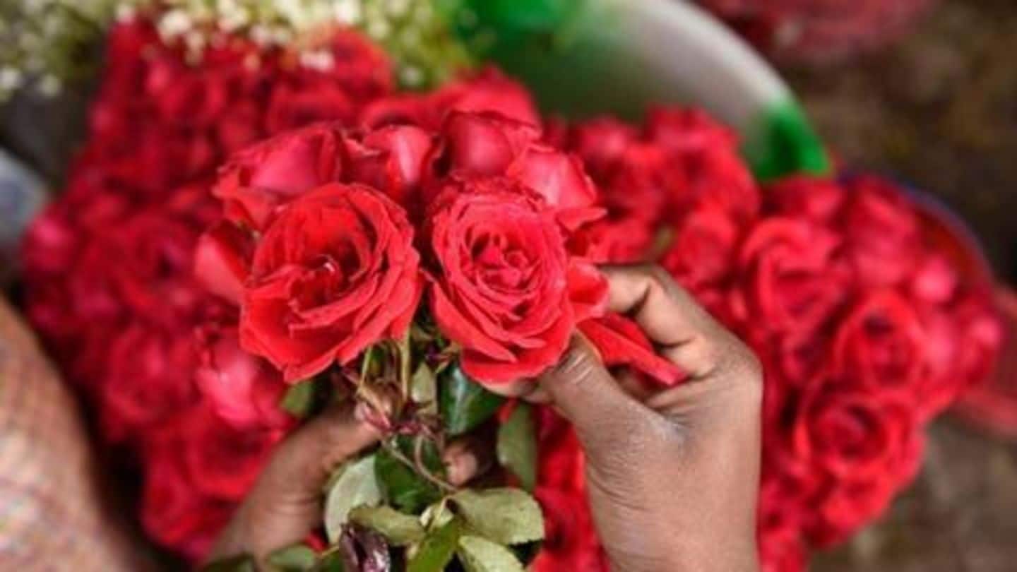 Rose export by India touches Rs. 30cr this Valentine's day