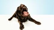 Makna tersembunyi di balik perilaku-perilaku anjing yang aneh