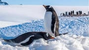 Peran Penting Penguin dalam Ekosistem