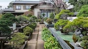 Menemukan Keindahan Taman Bonsai di Tokyo