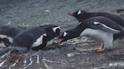Mengungkap Interaksi Sosial Penguin selama Musim Bersarang