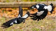 Tarian Sinkronisasi Burung Magpie yang Memperkuat Komunikasi Kelompok