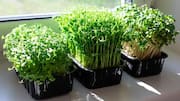Menanam Microgreens Sendiri untuk Topping Hidangan Sehari-hari