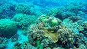 Peran Vital Terumbu Karang dalam Ekosistem Laut