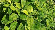 Panduan Menanam Lemon Balm di Dalam Ruangan bagi Pemula