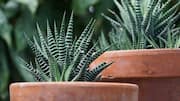 Menguasai Pertumbuhan Haworthia untuk Pemula