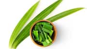 Menjelajahi Dunia Aromatik Pandan dalam Kuliner Indonesia