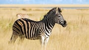 Pola Garis Zebra: Seni dan Mekanisme Pertahanan Alam