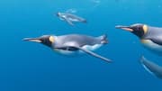 Mengungkap Sederet Cara Unik Penguin dalam Menjelajahi Lingkungan yang Ekstrem