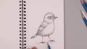 Lima Cara Mudah Menggambar Burung dari Balkon Rumah Anda