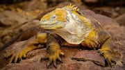 Menjelajahi Kepulauan Galapagos: Atraksi Alam Terbaik