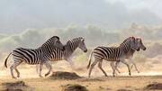 Mengungkap Evolusi dan Ekologi Dibalik Pola Garis Zebra 