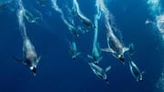 Teknik Berenang Penguin: Ahli Navigasi Laut