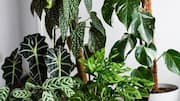Cara jenius menjaga tanaman indoor tetap sehat