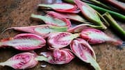 Menjelajahi Herbal Tersembunyi yang Mengubah Cita Rasa Hidangan Nabati Indonesia
