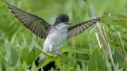 Mempelajari Taktik Teritorial Kingbird yang Mengejutkan