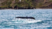 Tempat Terbaik untuk Menonton Paus di Pantai Utara Islandia