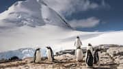 Pengaruh Asupan Makanan terhadap Perilaku dan Habitat Penguin