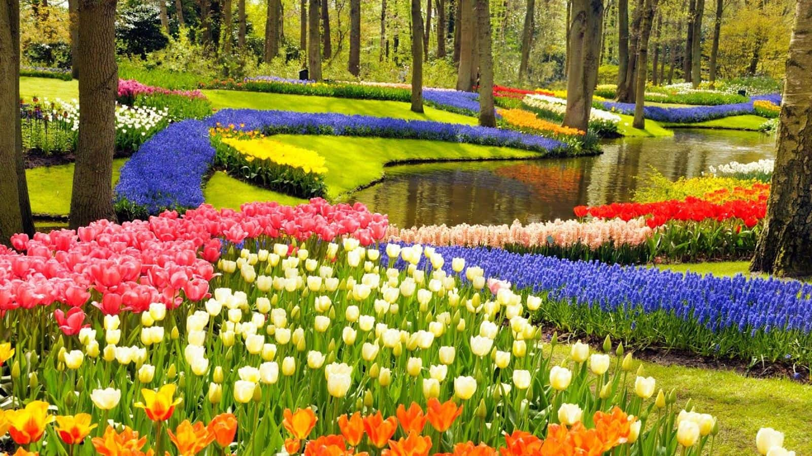 Tempat Terbaik untuk Melihat Tulip di Amsterdam saat Musim Semi