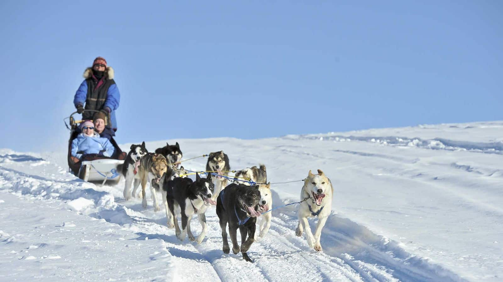 Petualangan Kereta Anjing di Fairbanks, Alaska