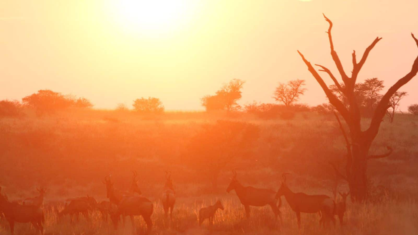 Menjelajahi Keajaiban Kgalagadi Transfrontier Park, Botswana dan Afrika Selatan