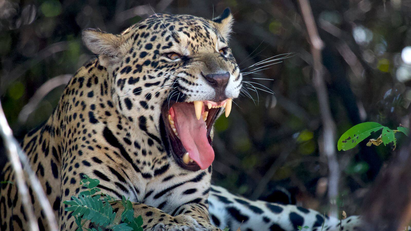 Menjelajahi Keajaiban Pantanal, Brasil