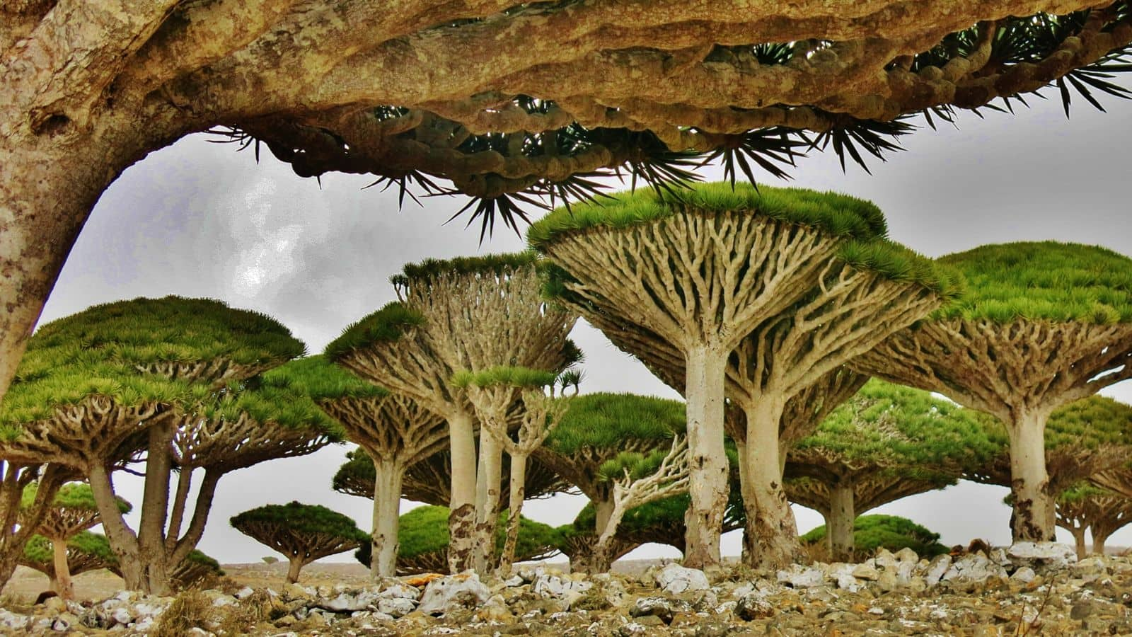 Menjelajahi keajaiban Pulau Socotra, Yaman