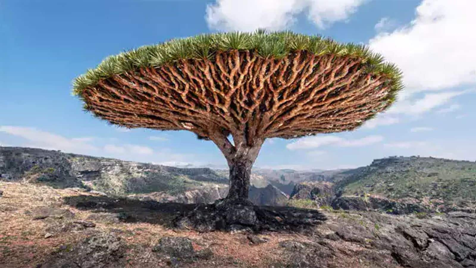 Menjelajahi Keajaiban Kepulauan Socotra, Yaman