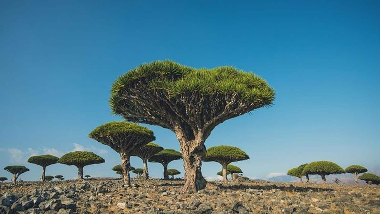 Pulau Socotra, keajaiban alam di Yaman