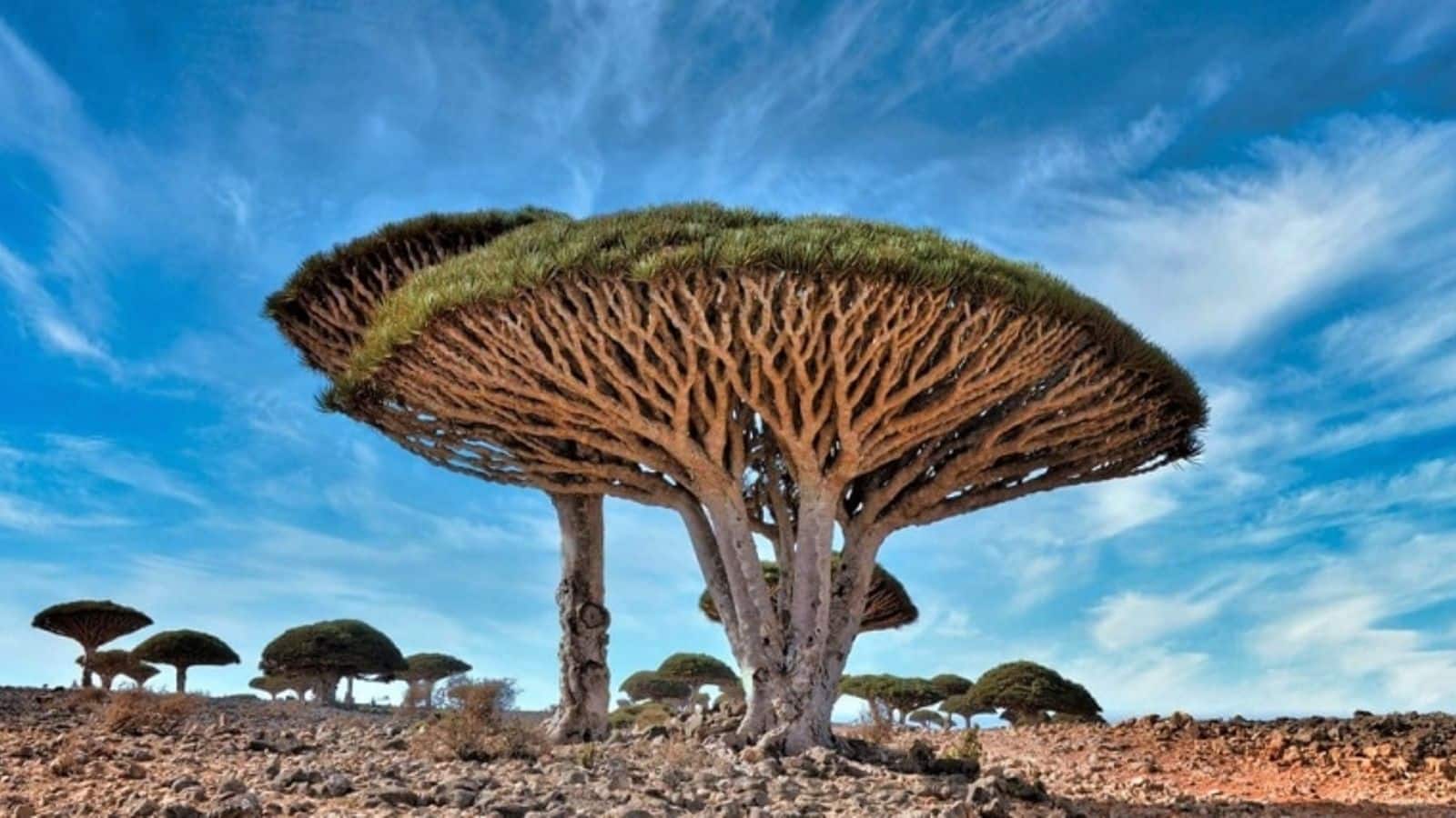 Menjelajahi keajaiban Pulau Socotra, Yaman