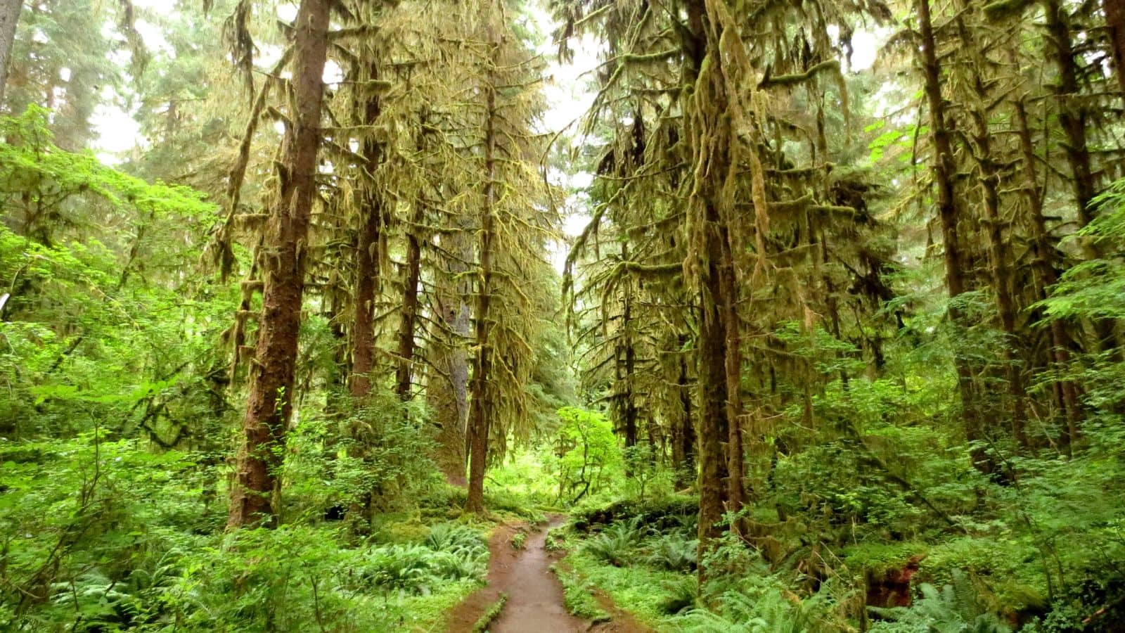 Menjelajahi keindahan Hoh Rain Forest, Amerika Serikat