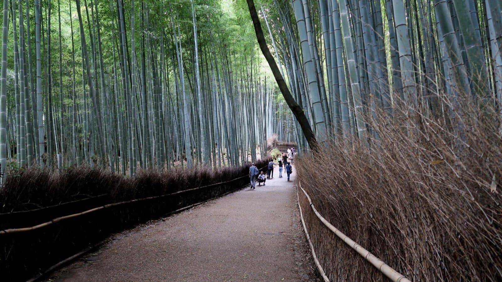 Menjelajahi keindahan Hutan Bambu Arashiyama, Jepang