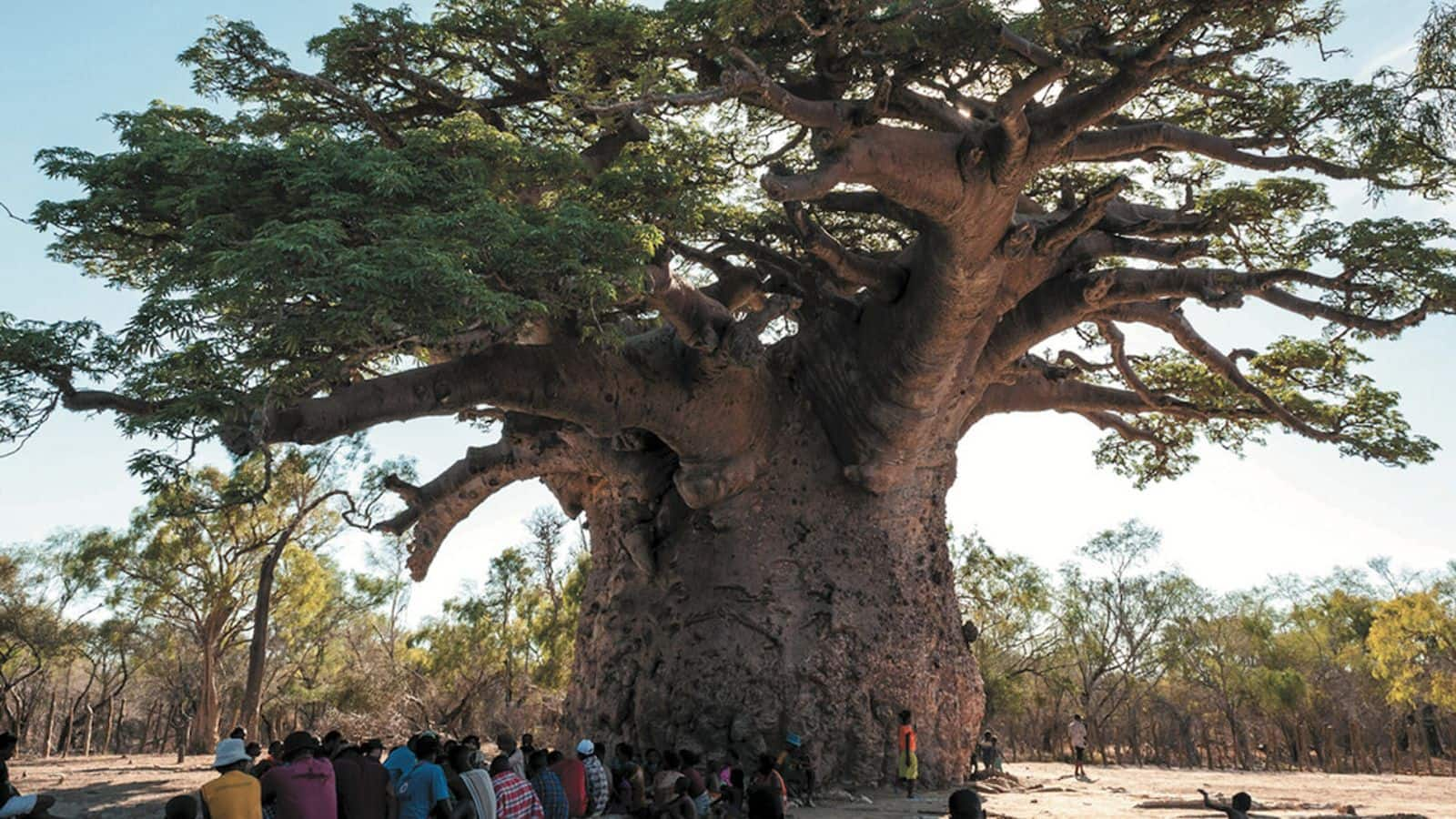 Menjelajahi Hutan Berduri di Madagaskar