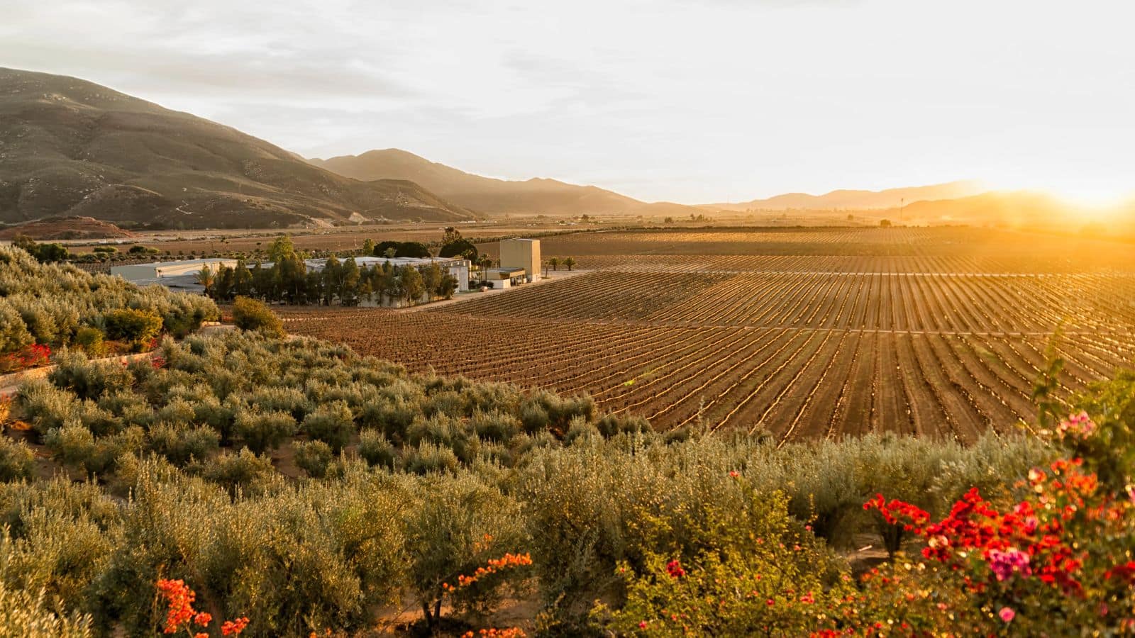 Menjelajahi Keindahan Valle de Guadalupe, Meksiko