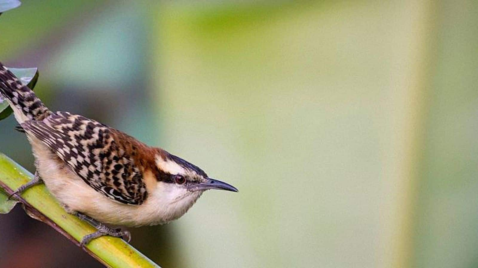 Lima tempat pengamatan burung eksotis di Kosta Rika