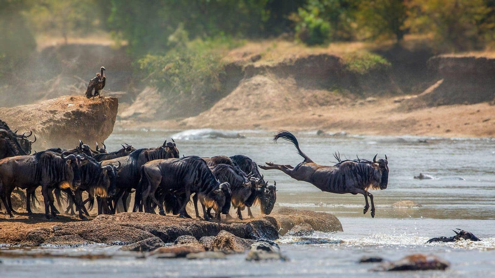 Menyaksikan Migrasi Serengeti, Tanzania