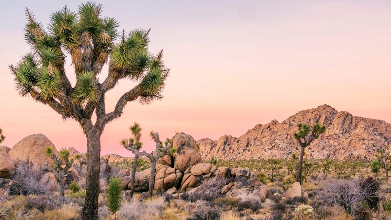 Menjelajahi Keindahan Joshua Tree National Park, California, Amerika Serikat