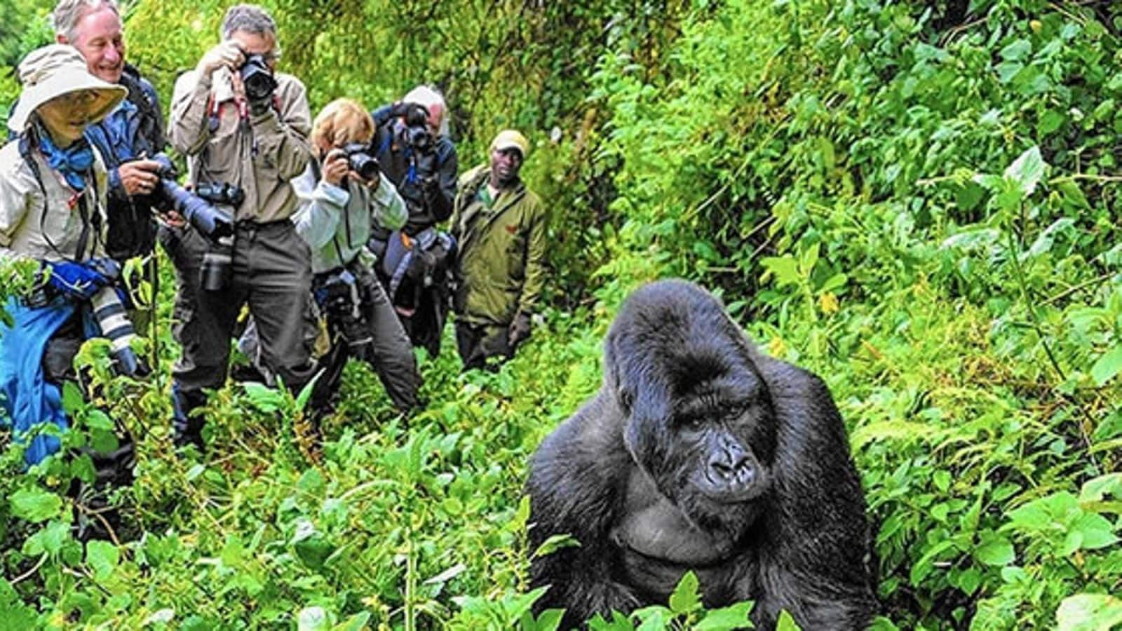 Menjelajahi Hutan Bwindi yang tak tertembus, Uganda