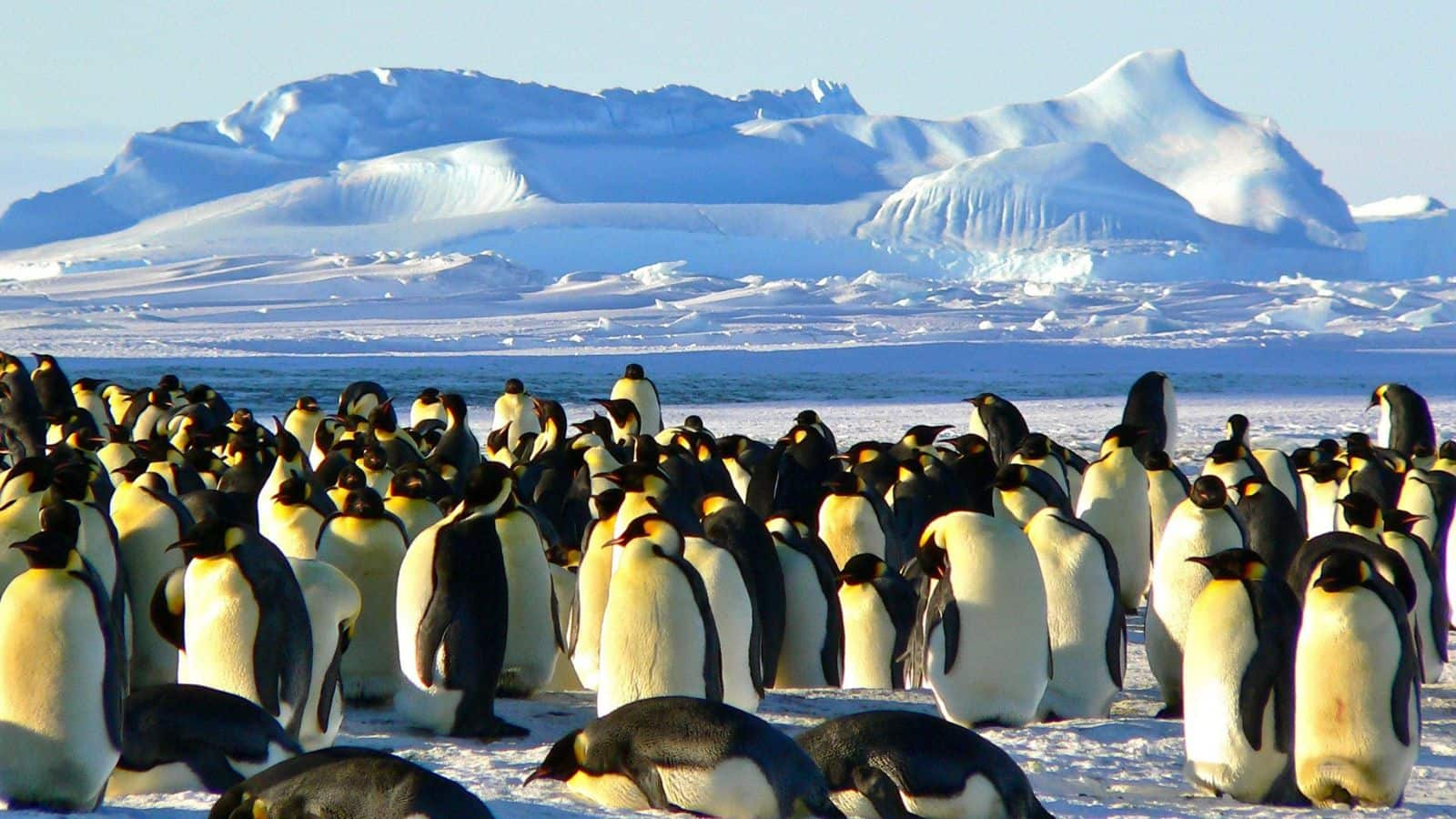 Menjelajahi Habitat Penguin Kaisar di Antartika