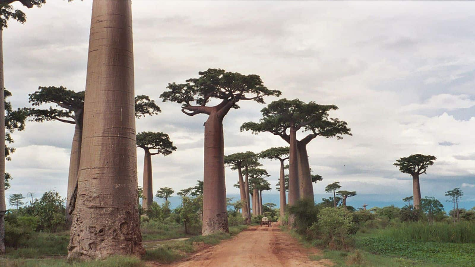 Menjelajahi Keajaiban Avenue Of The Baobabs, Madagaskar